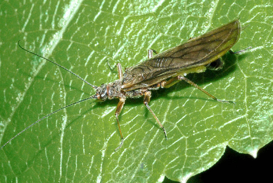 Taeniopterygidae